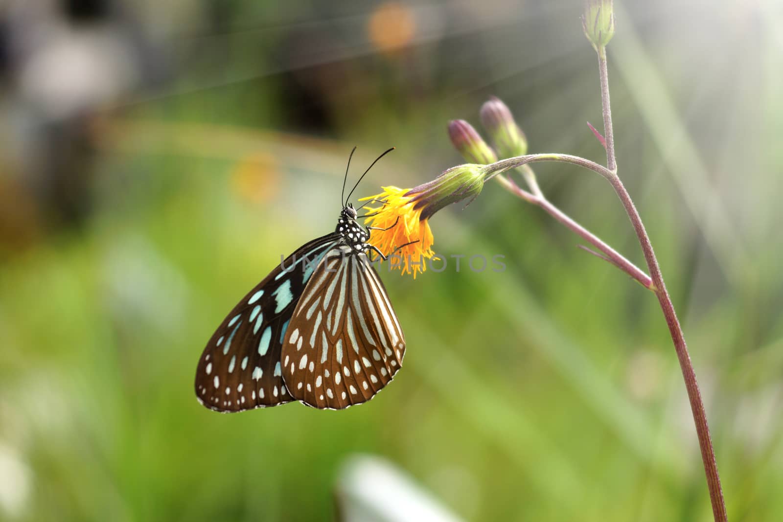 Blue glassy tiger butterfly on flower. (Ideopsis simillis persimillis. Moore)