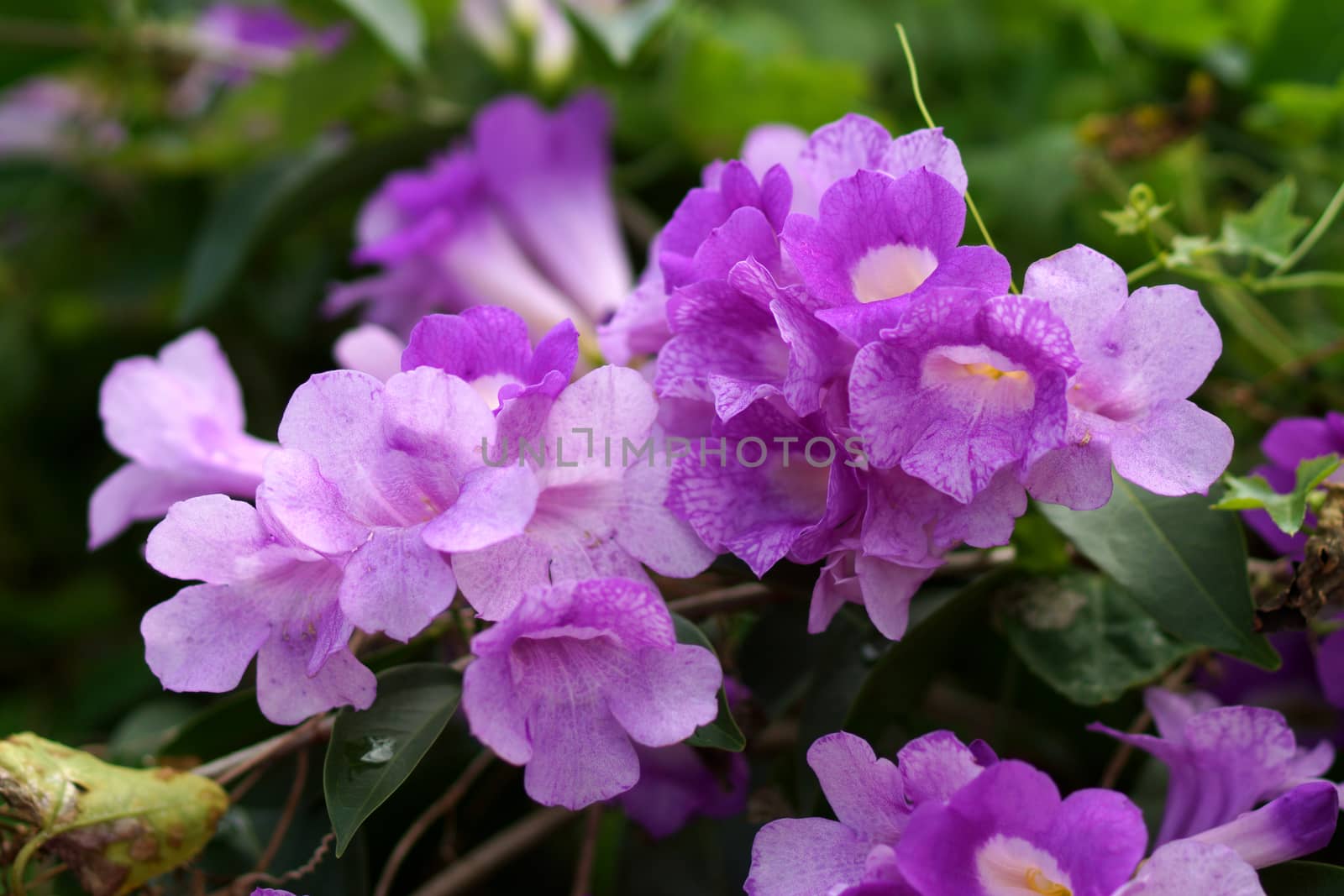 Ivy purple flowers (Garlic Vine., Mansoa alliacea (Lam.) A. Gentry. )