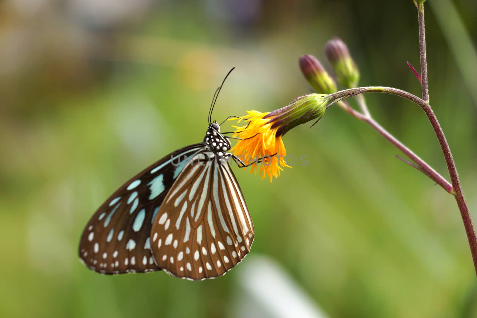 Blue glassy tiger butterfly on flower. (Ideopsis simillis persimillis. Moore)