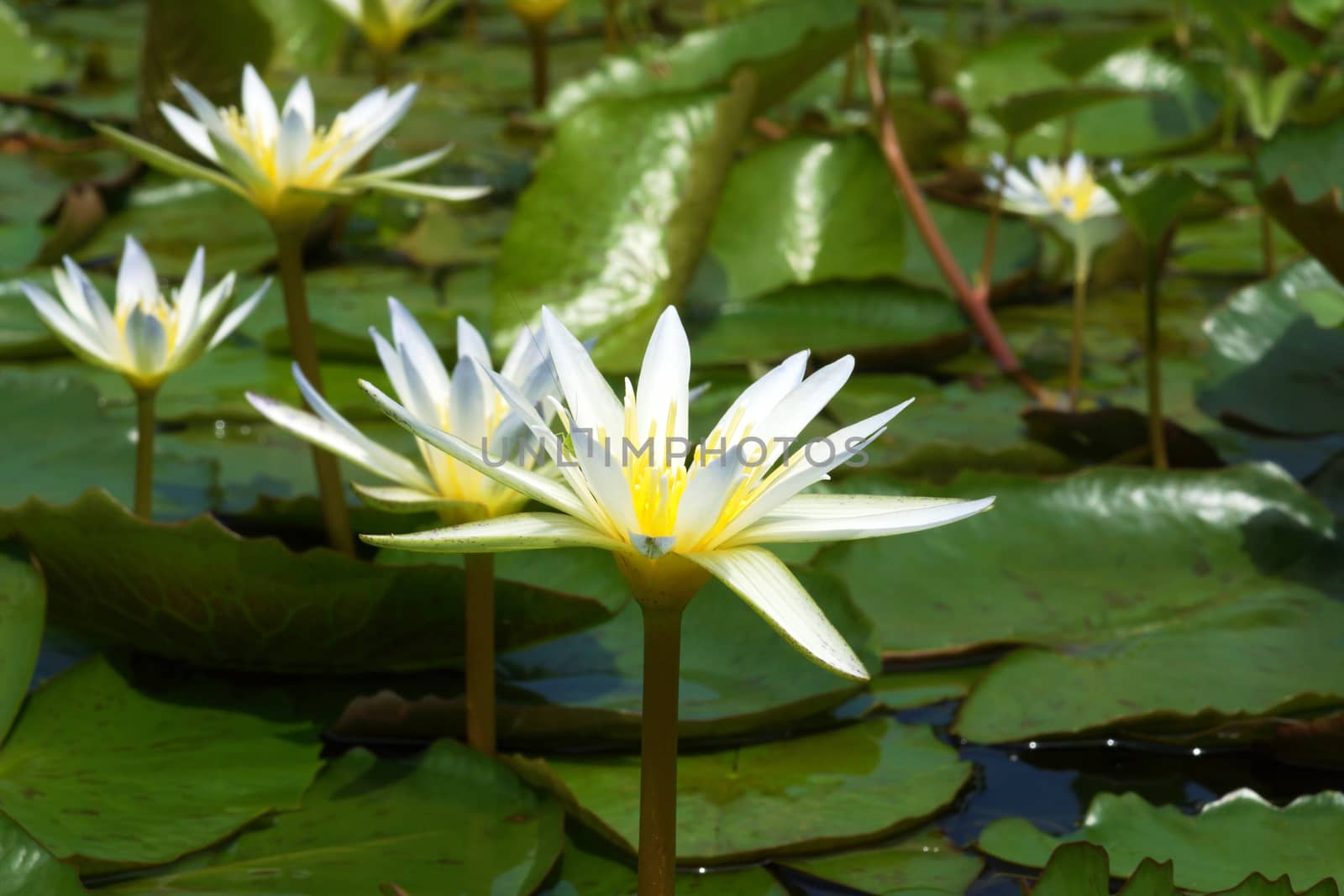 Waterlily in garden