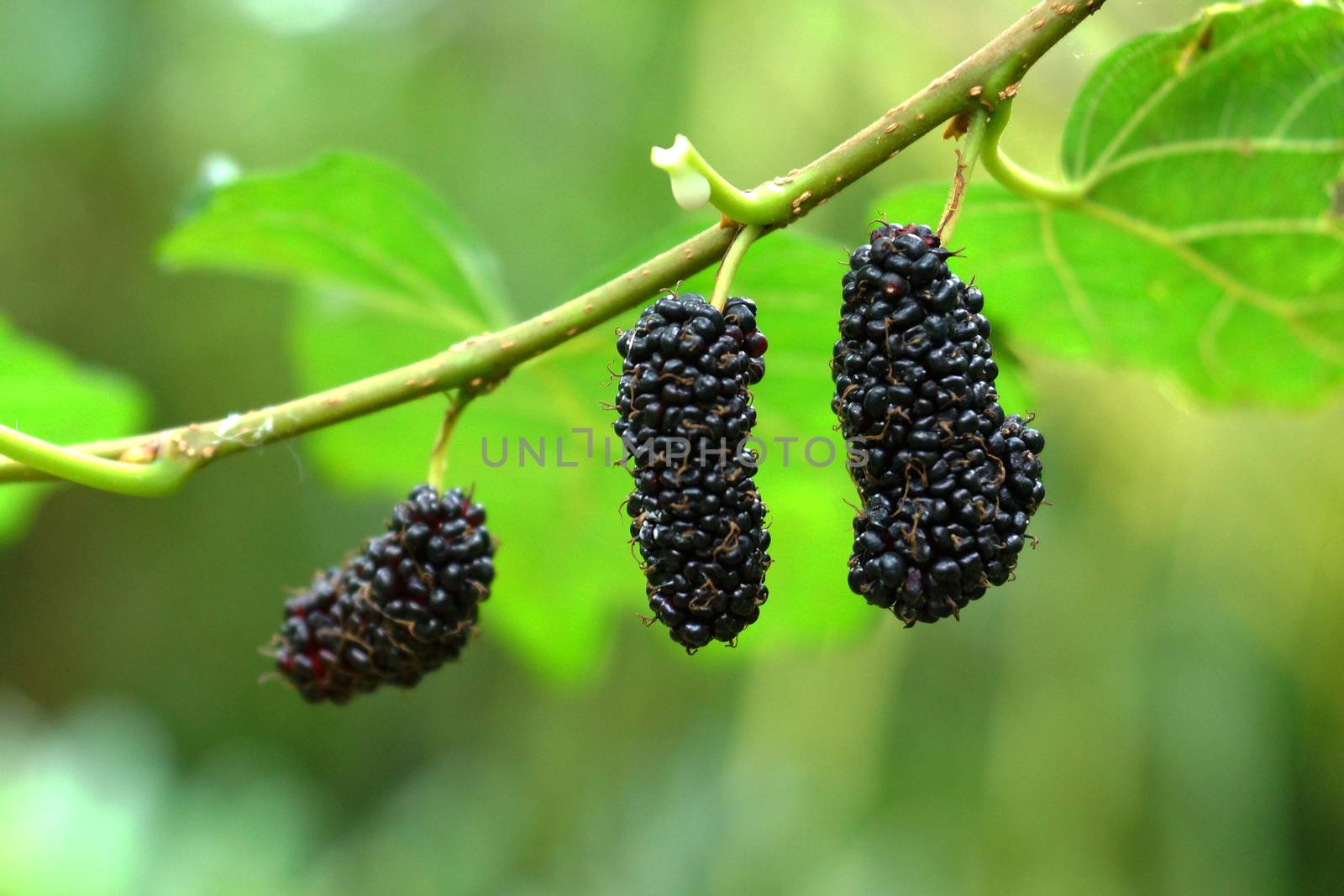 Mulberry with leaf on tree