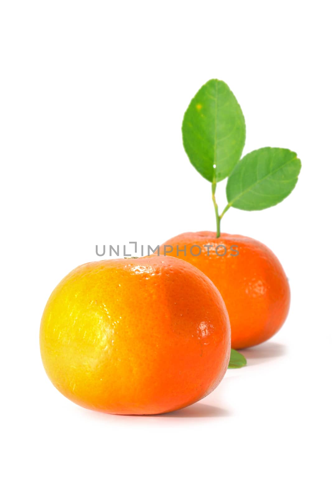 Orange and orange leaves isolated on white background. by Noppharat_th