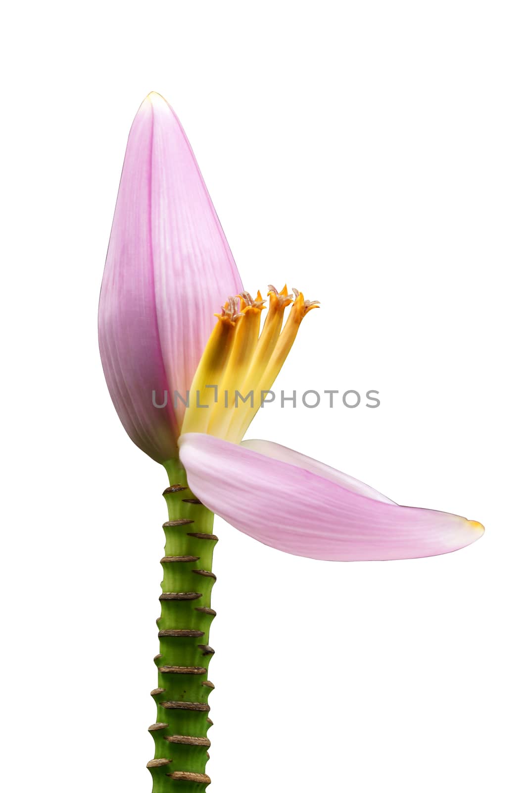 Pink Banana flower by Noppharat_th