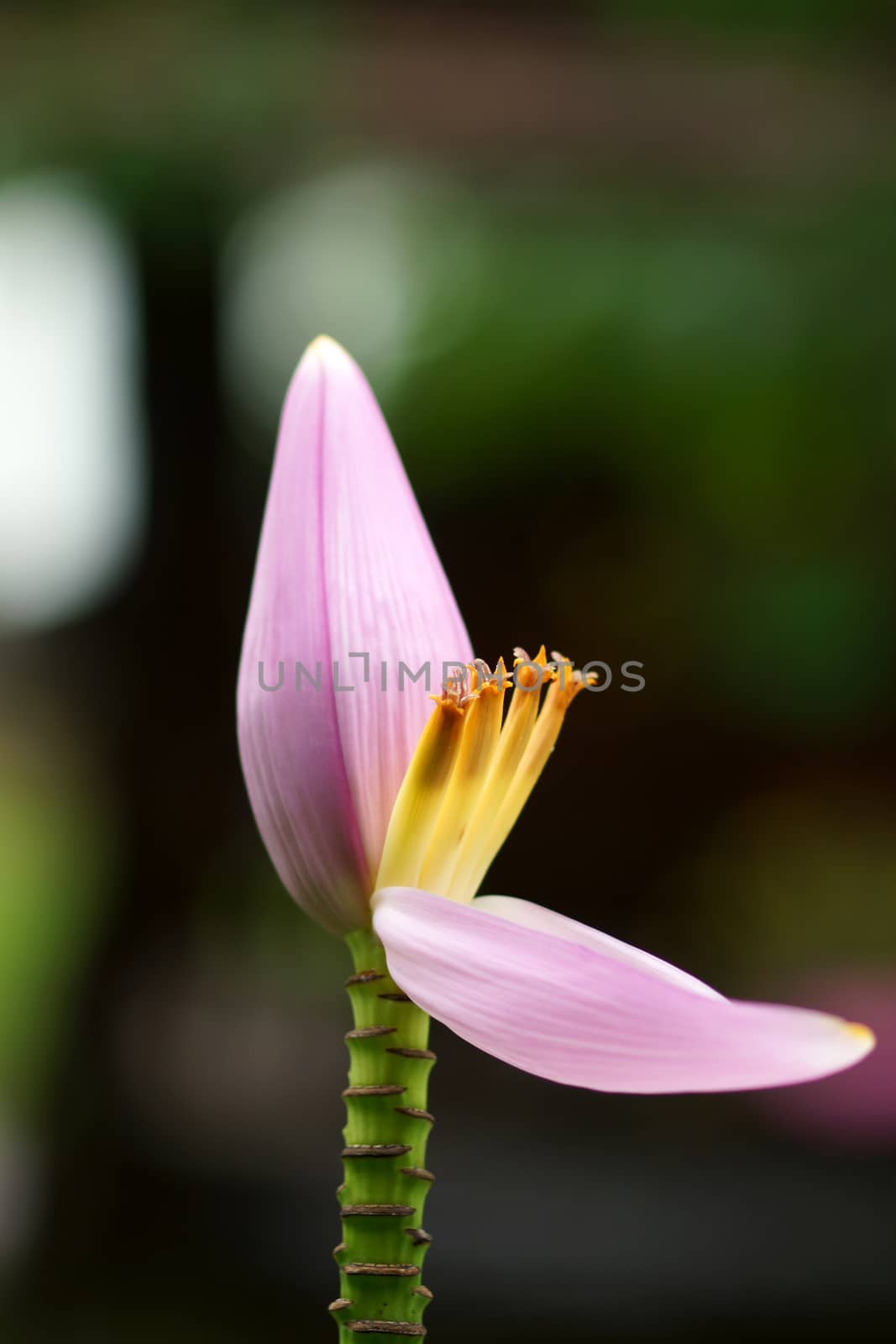 Pink Banana flower by Noppharat_th