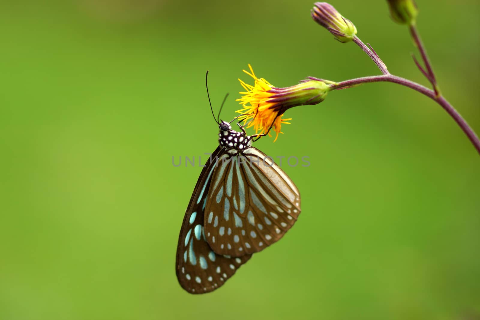 Butterfly name Chocolate Tiger (Parantica melaneus)