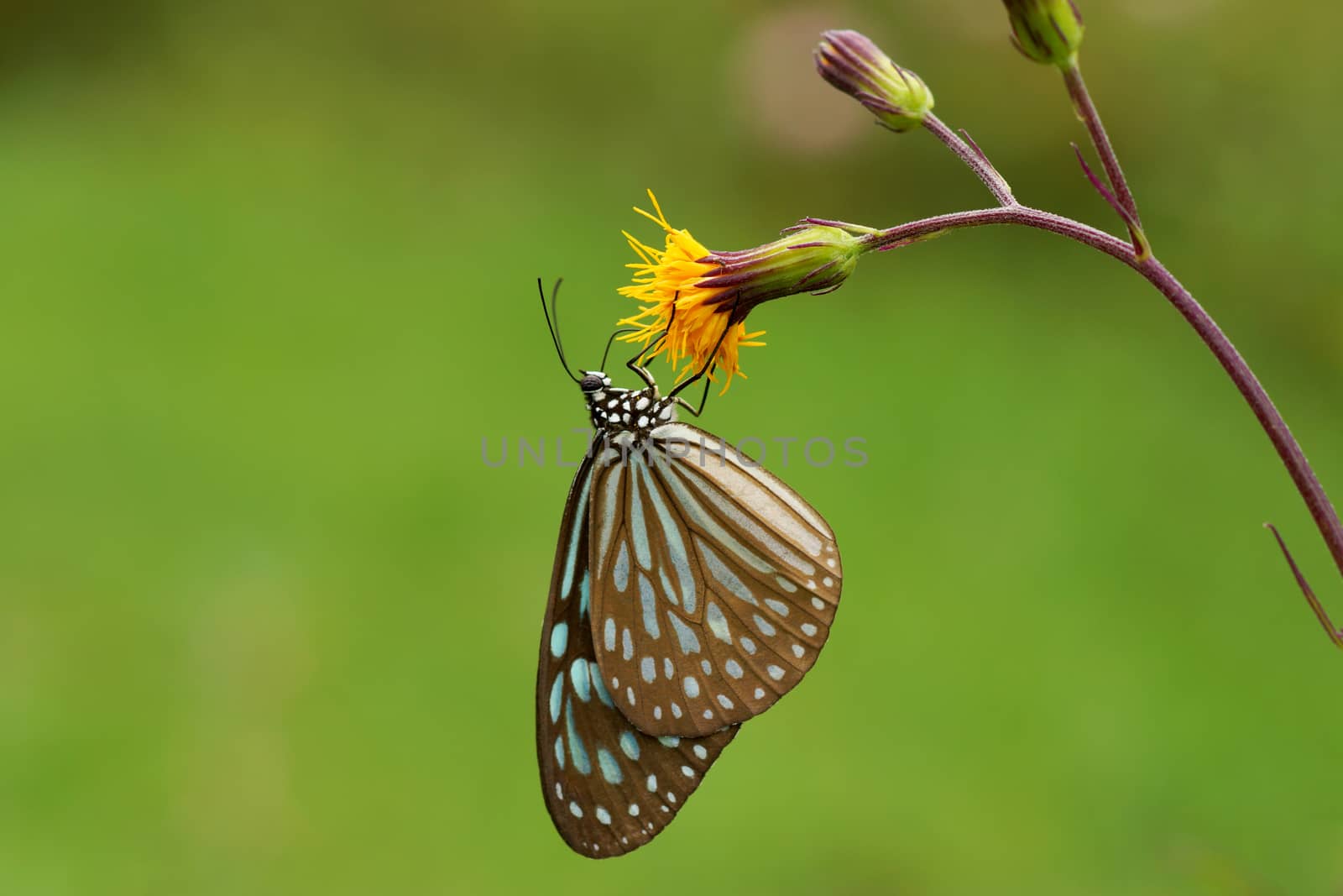 Butterfly name Chocolate Tiger (Parantica melaneus)