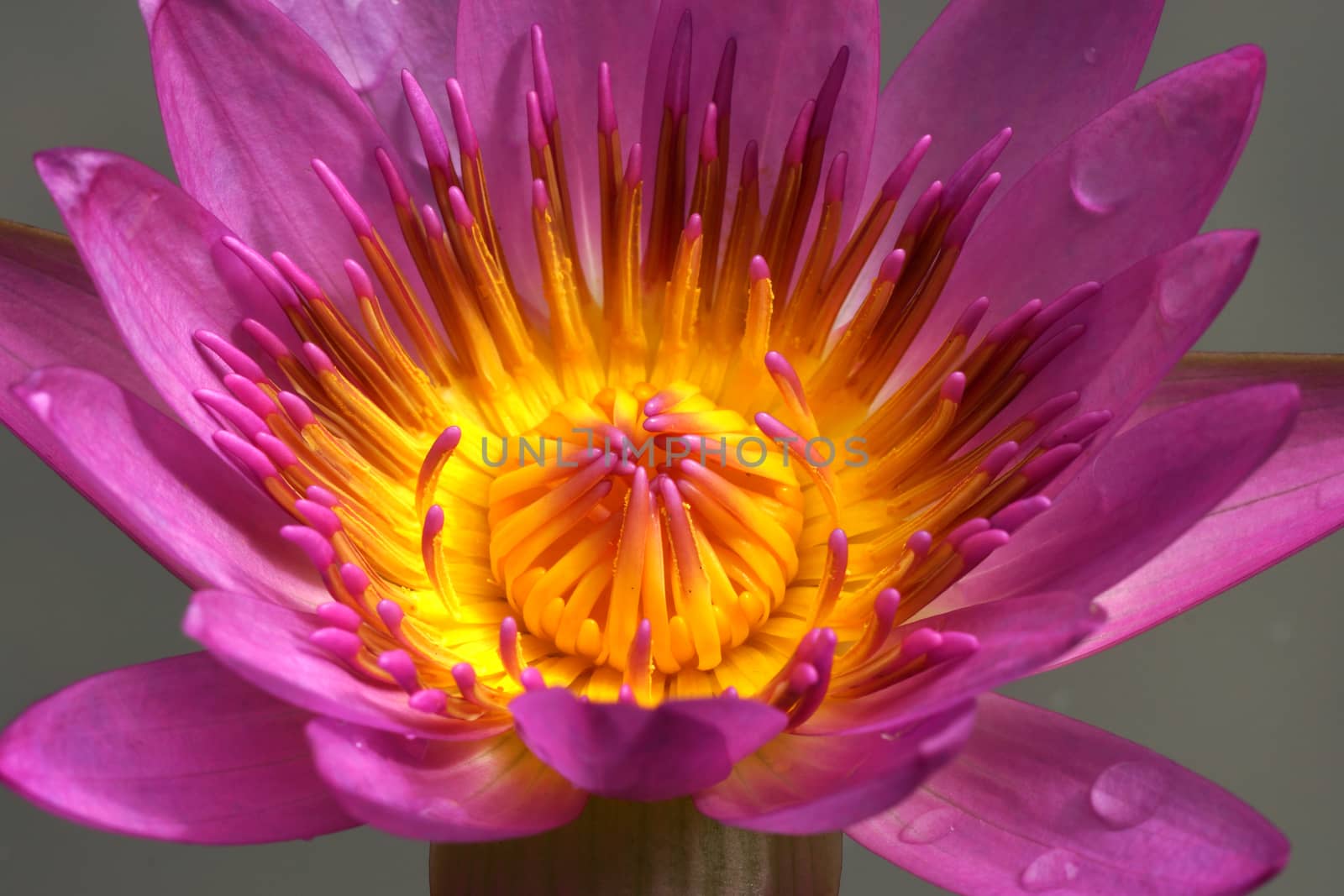 Pink lotus blossoms or water lily flowers blooming