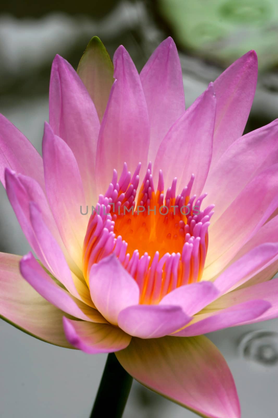 Pink lotus blossoms or water lily flowers blooming by Noppharat_th