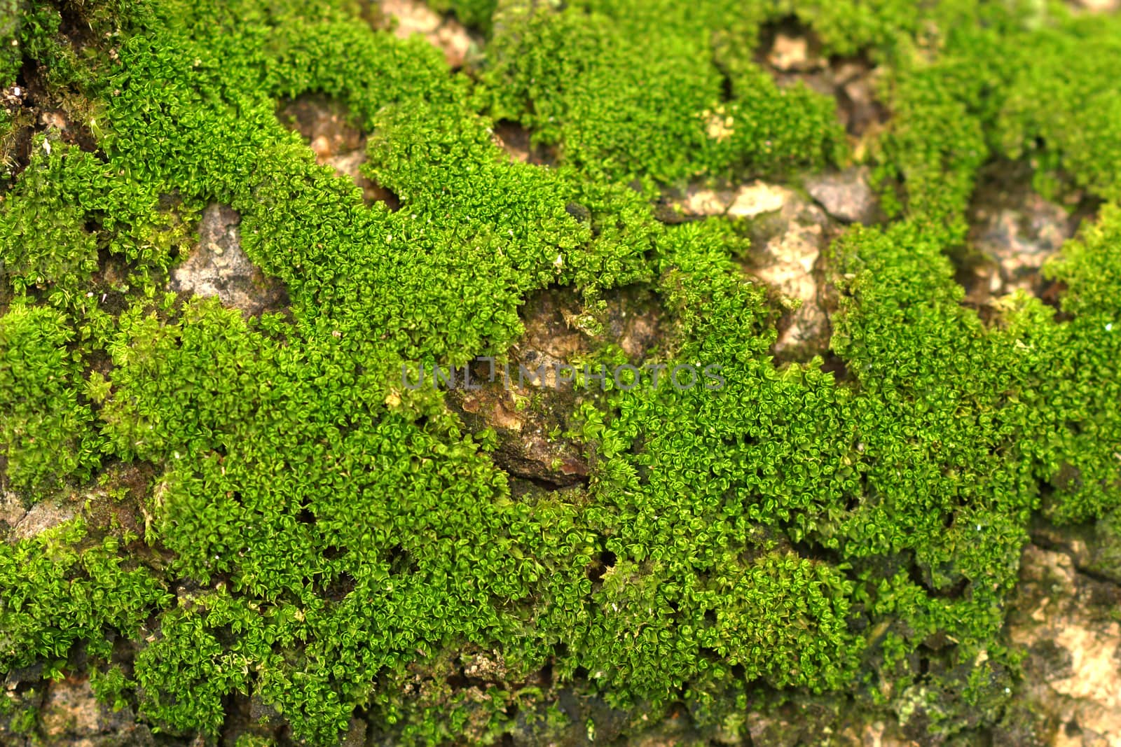 wood covered with moss. background