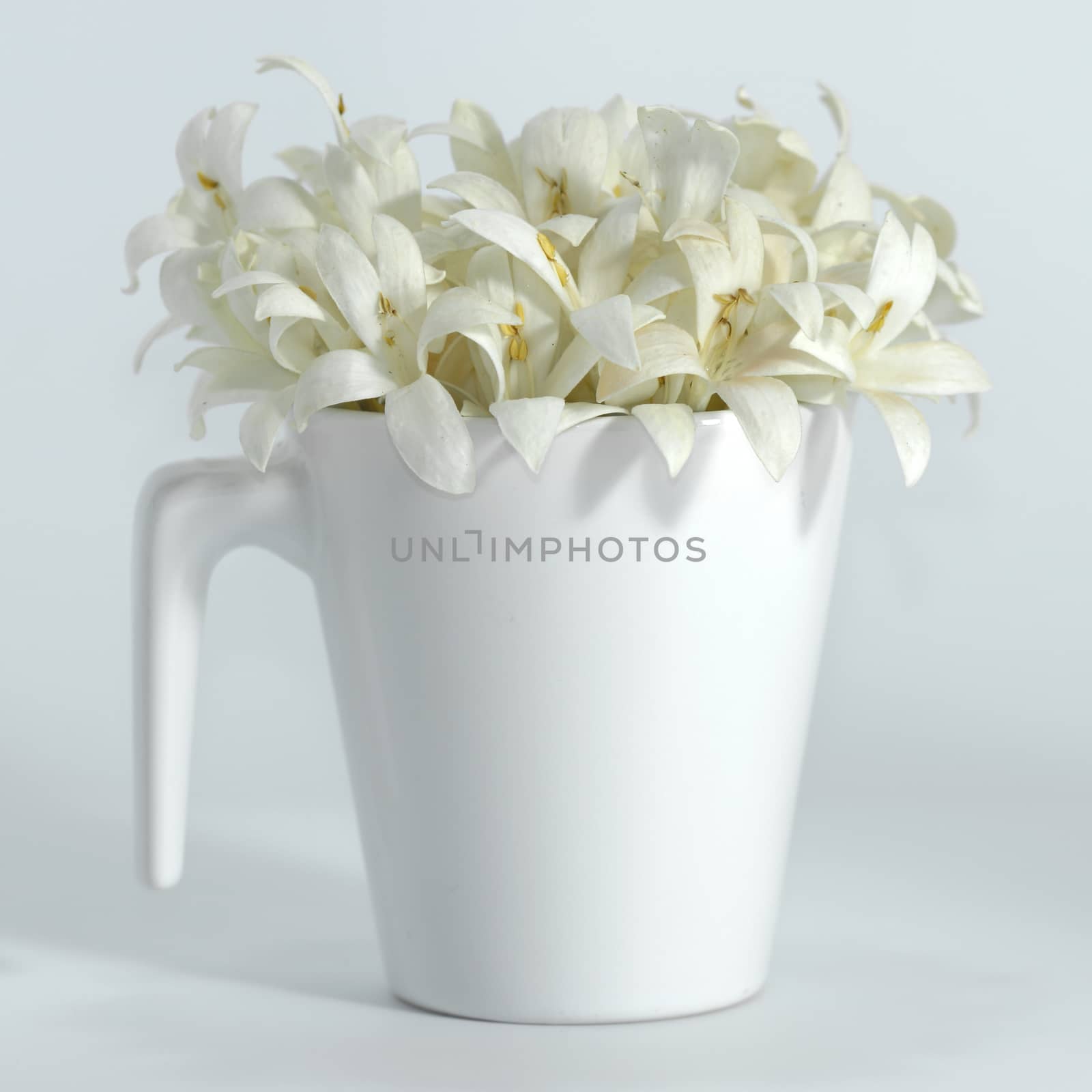 Fragrant white flowers in a glass (Indian cork tree, scientific name: Millingtonia hortensis Linn.f).