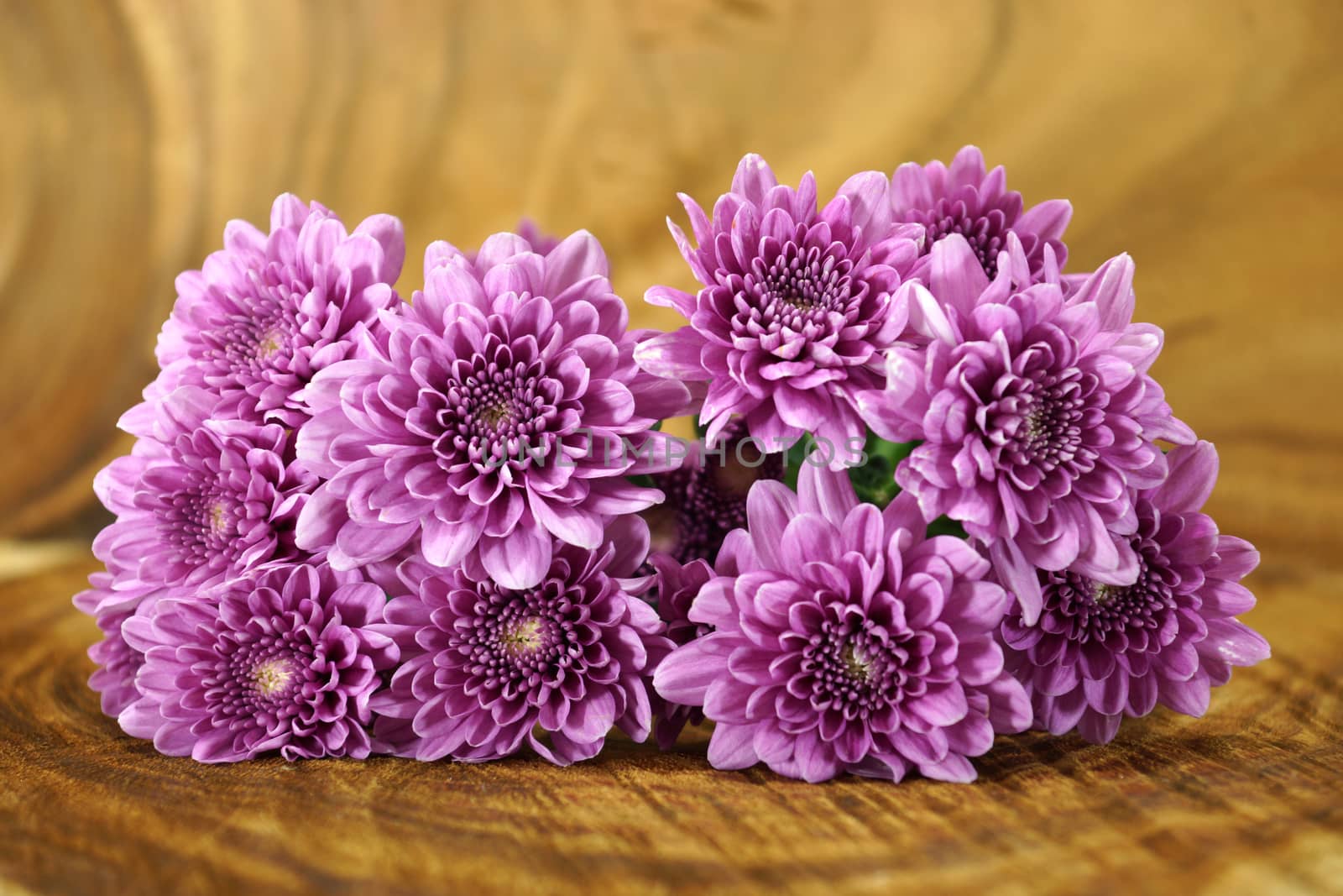 Violet chrysanthemum on wood background