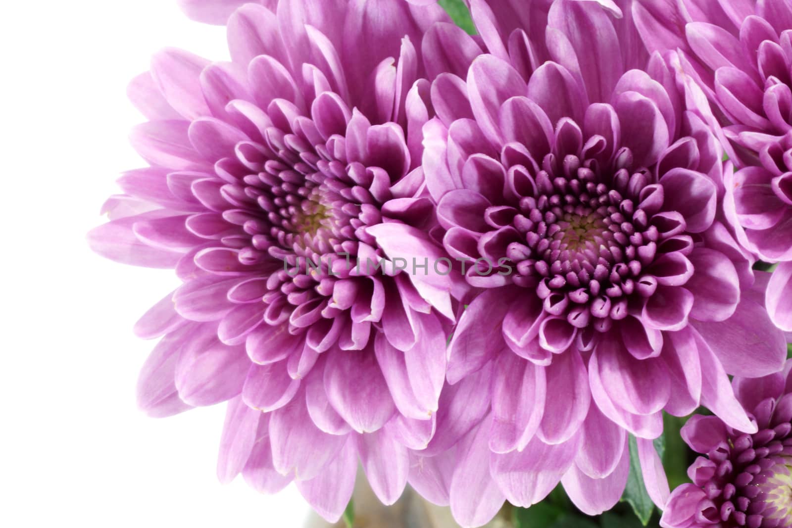 Violet chrysanthemum on white background by Noppharat_th