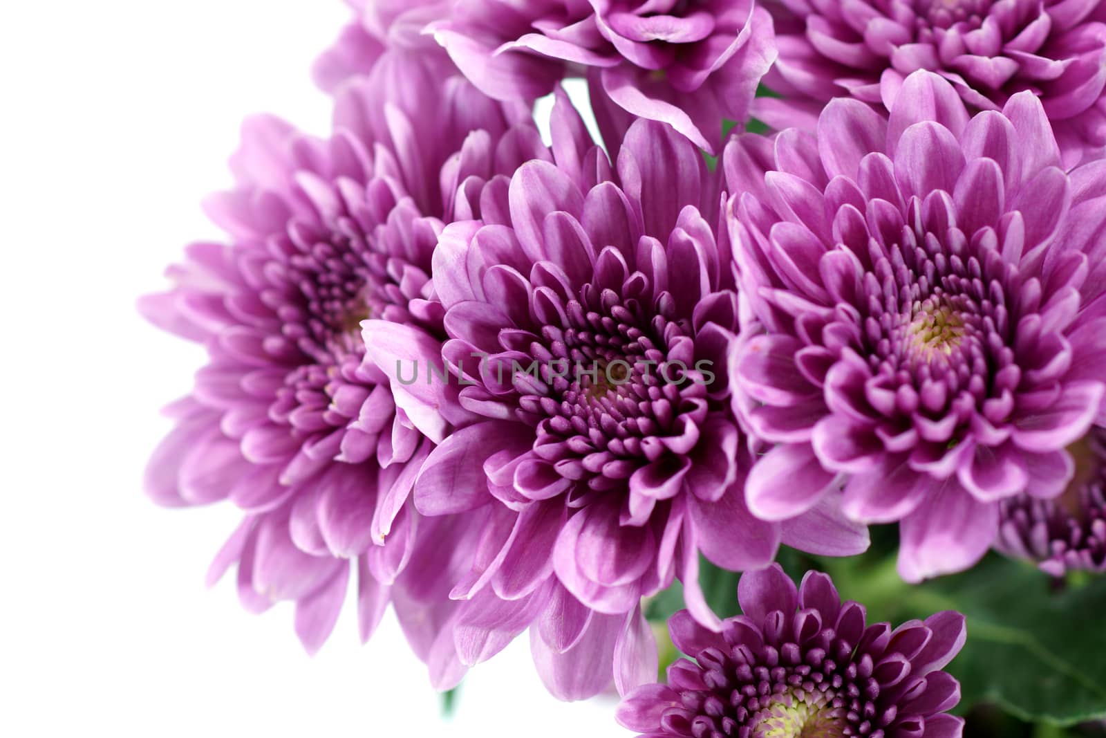 Violet chrysanthemum on white background by Noppharat_th