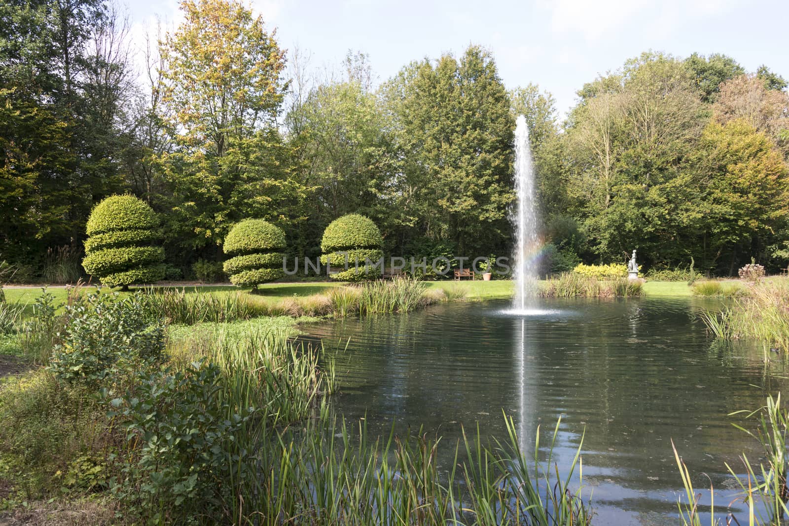 garden with fountain water and buxus trees