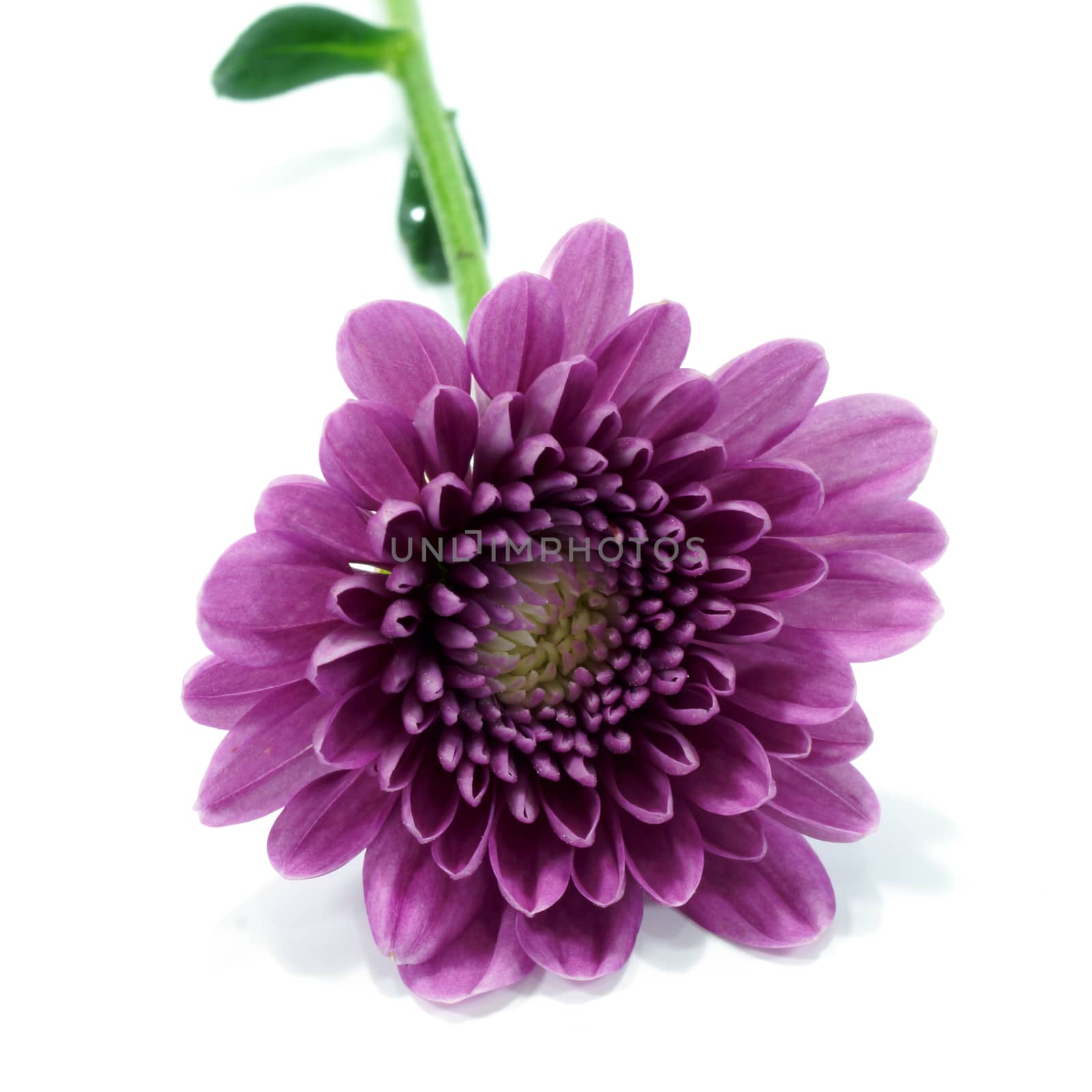 Violet chrysanthemum on white background