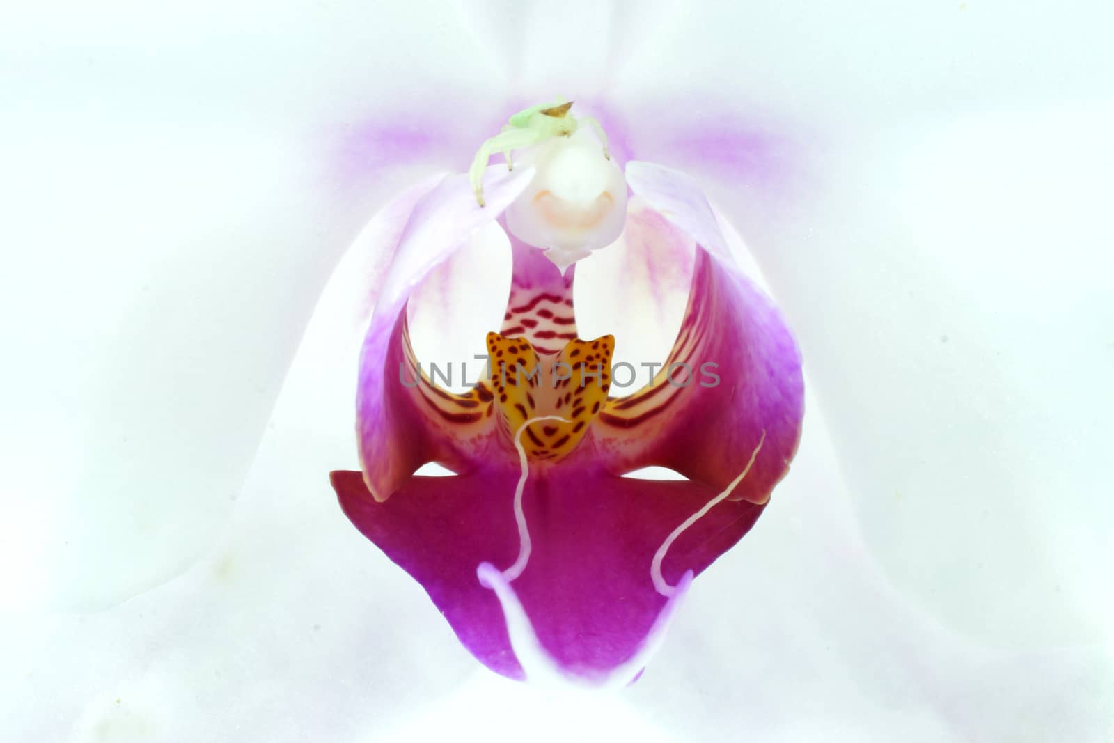 Close-up of white orchid by Noppharat_th