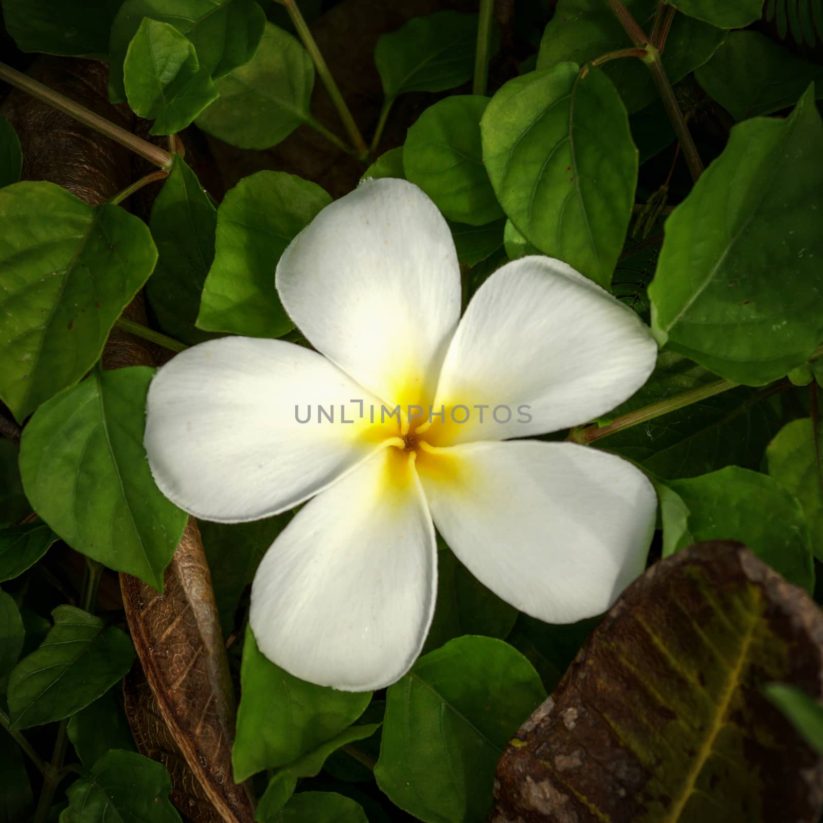 white frangipani flower