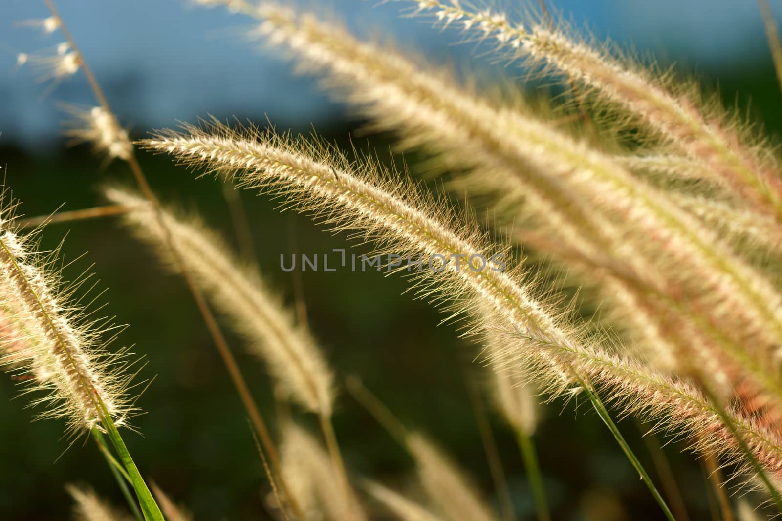 Flower grass impact sunlight. by Noppharat_th