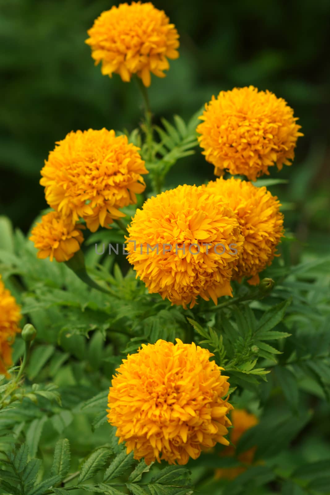 Yellow color of Marigold flower by Noppharat_th