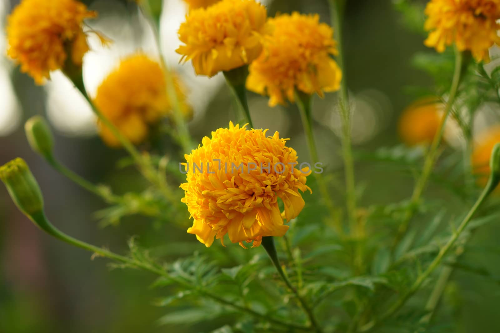 Yellow color of Marigold flower. (Tagetes erecta L.)