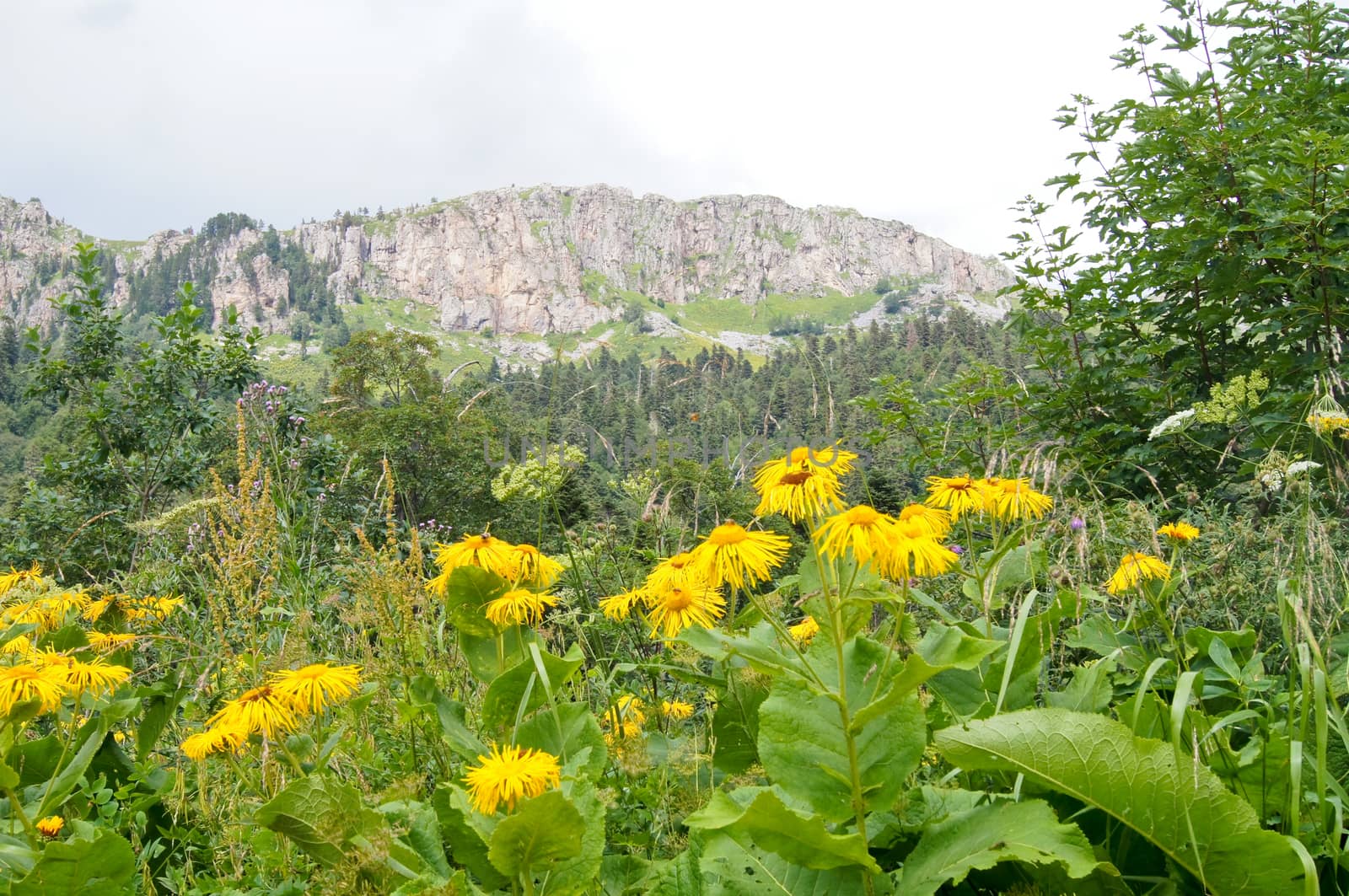 Mountains of the Caucasian natural reserve