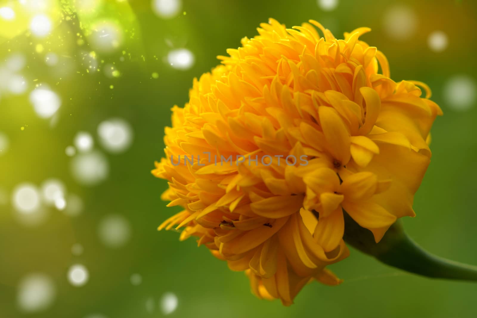 Yellow color of Marigold flower. (Tagetes erecta L.)