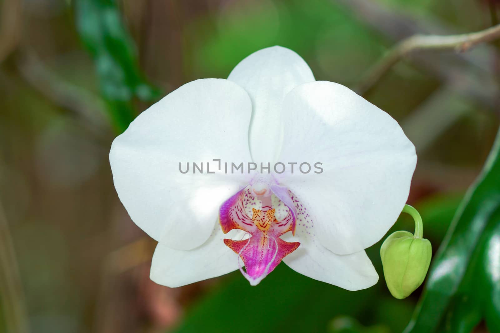 Close-up of white orchid by Noppharat_th