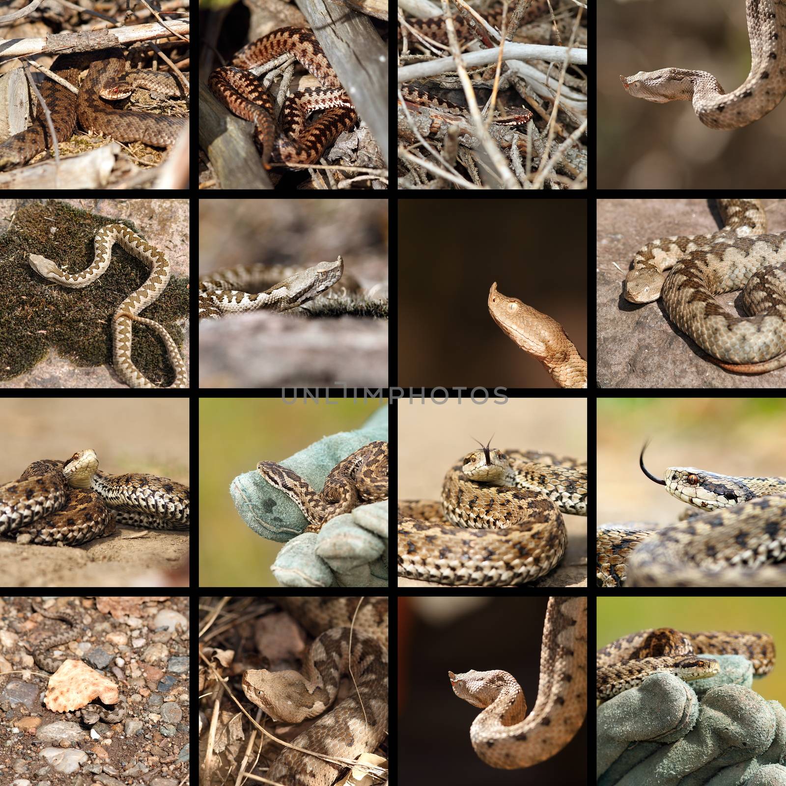 collection of romanian vipers by taviphoto