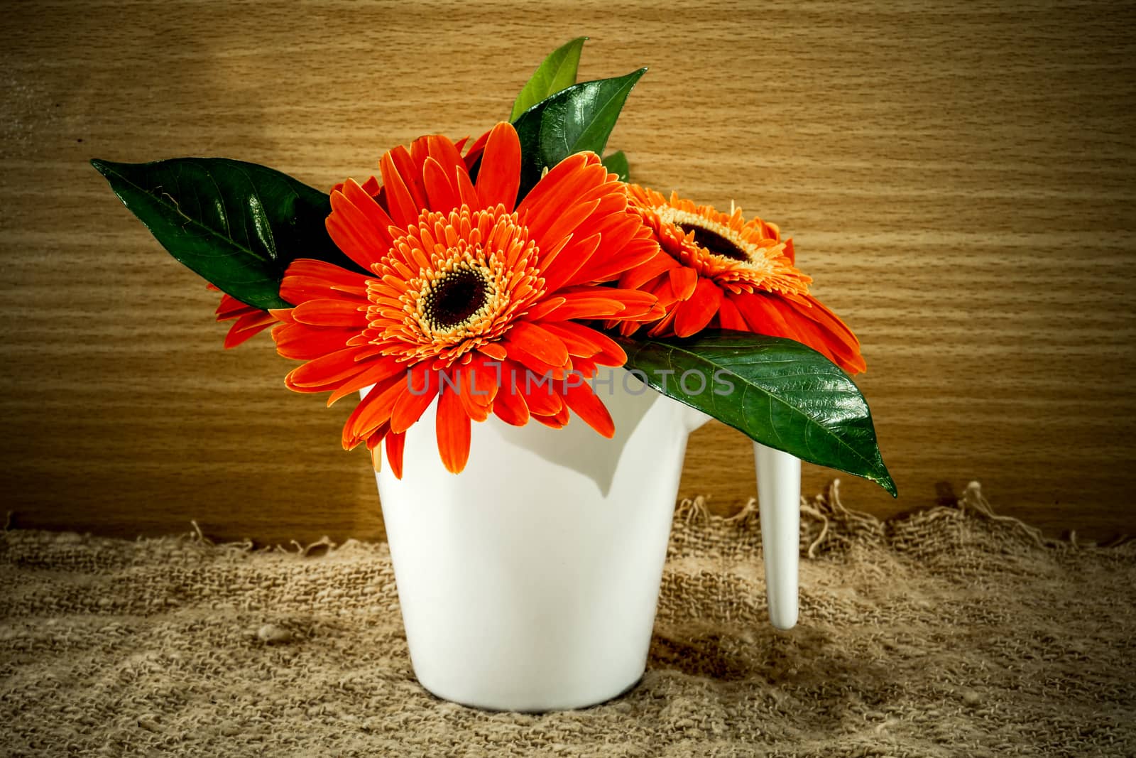 orange gerbera flower on wood background by Noppharat_th
