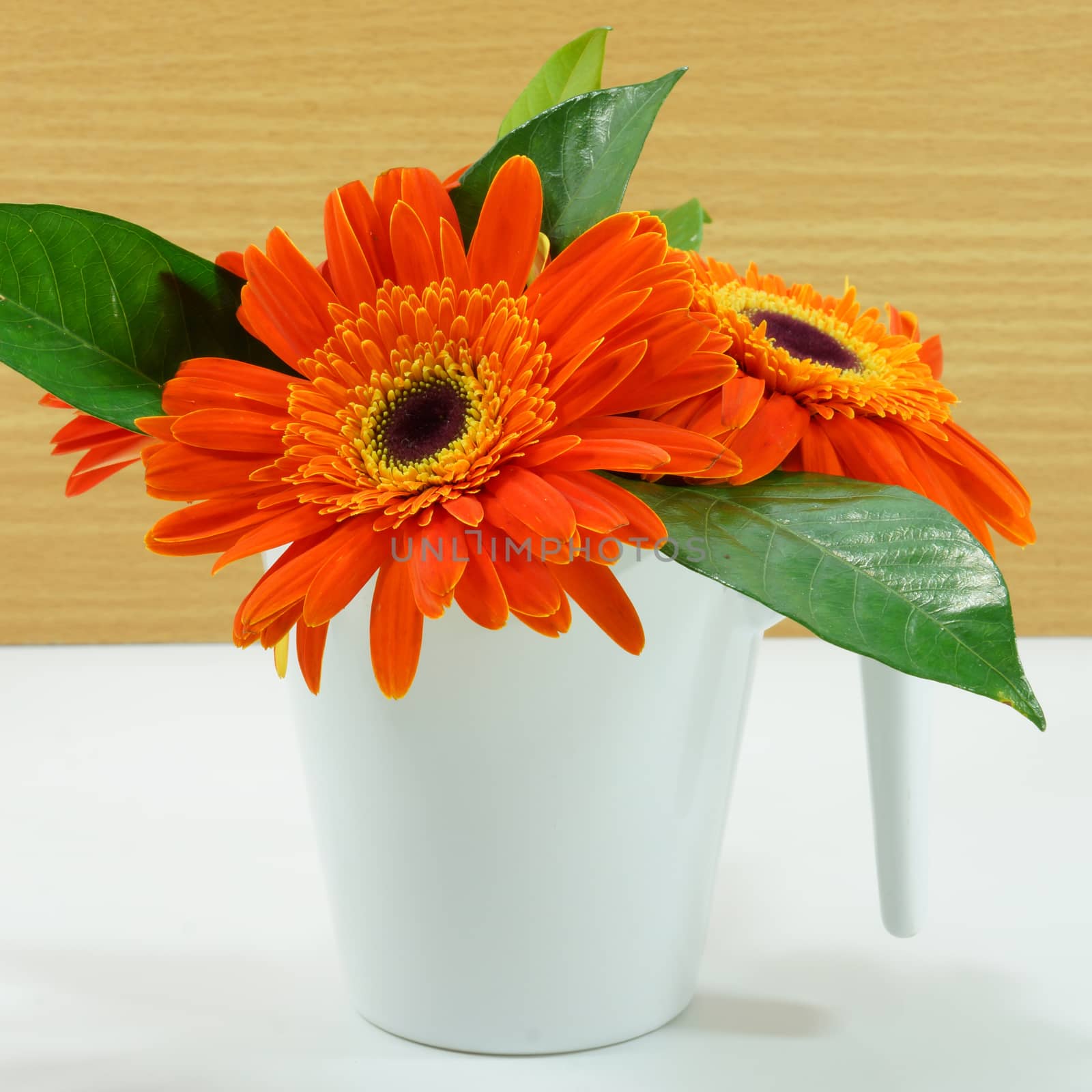 orange gerbera flower on wood background by Noppharat_th