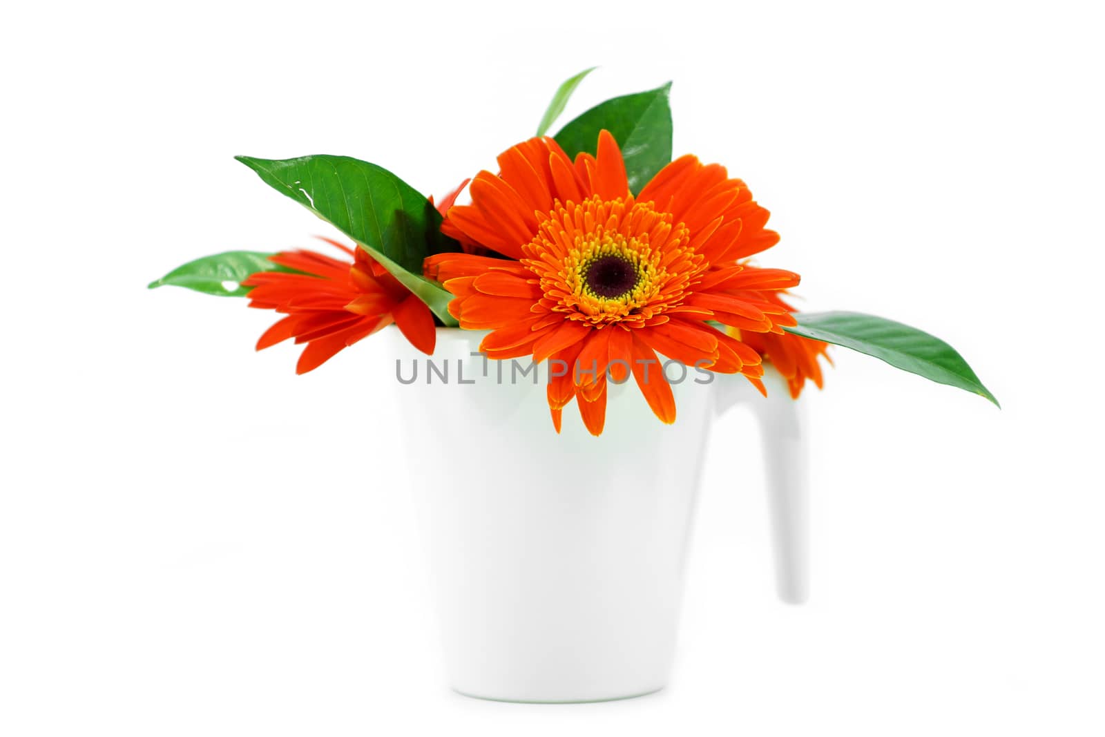 orange gerbera flower on white background