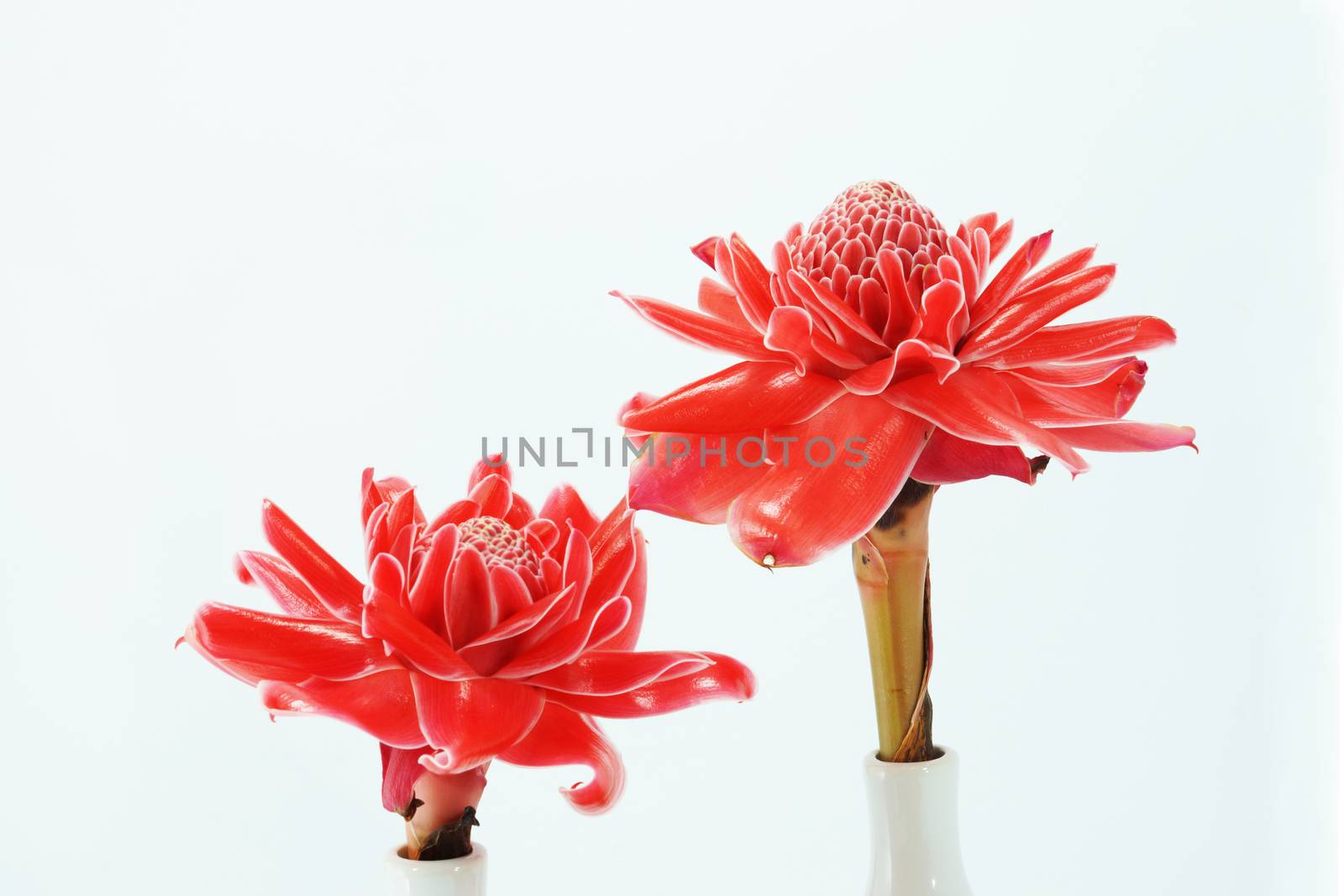 Tropical flower of Pink torch ginger. (Etlingera elatior (Jack) R.M. Sm.)