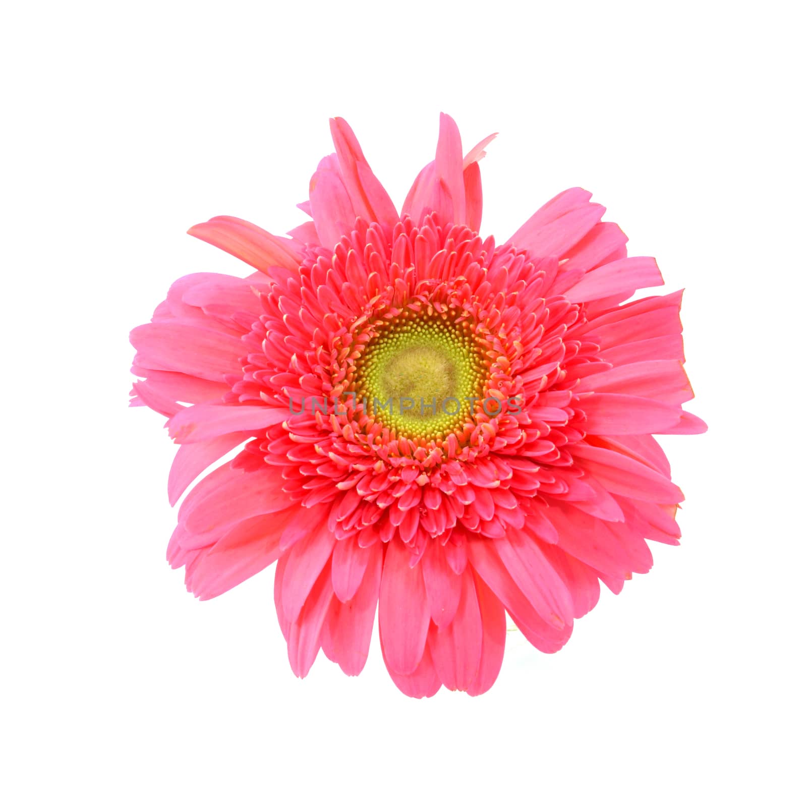 Large pink flower gerbera on a white background by Noppharat_th