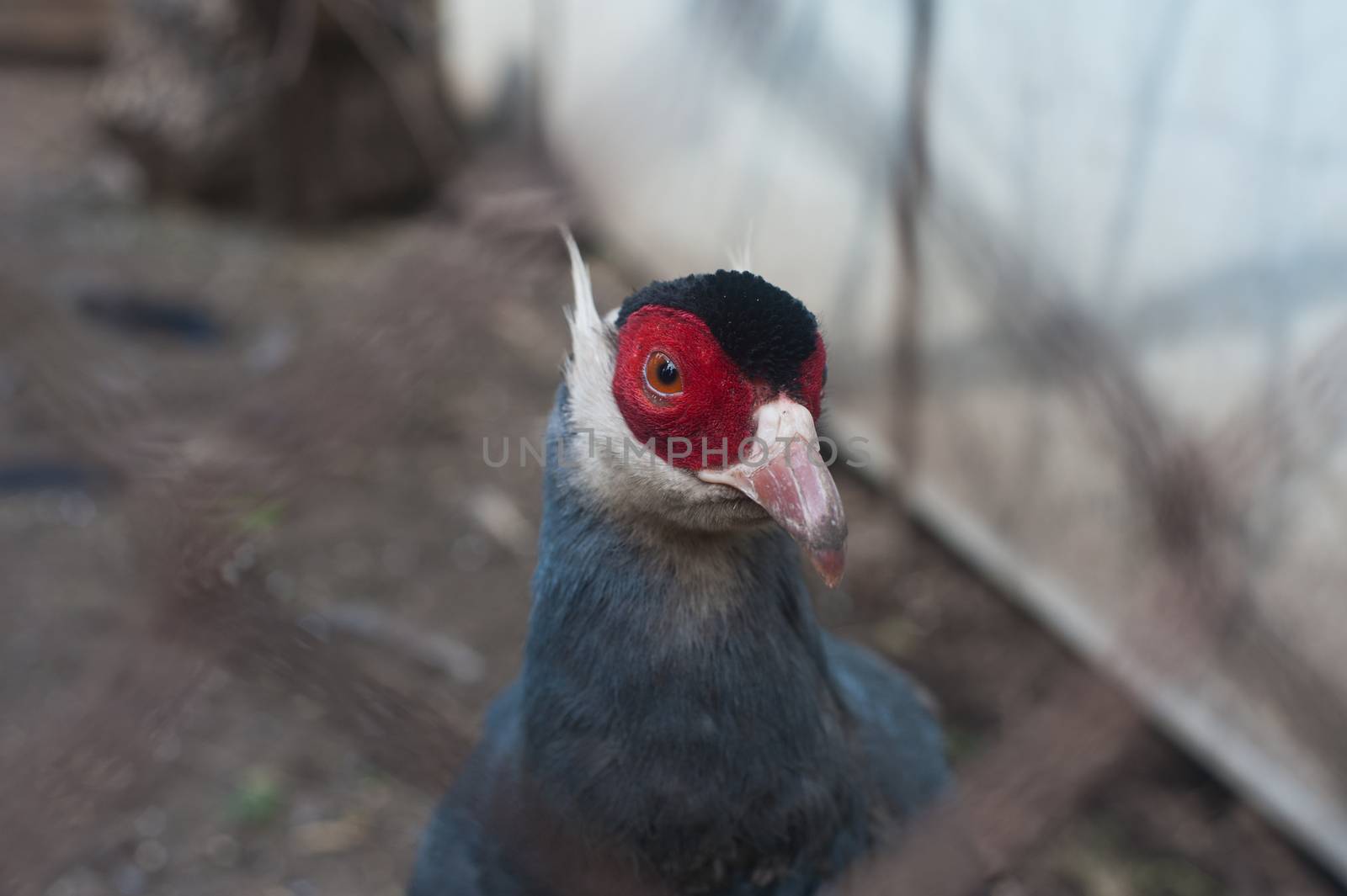 Single eating pheasant bird photo
