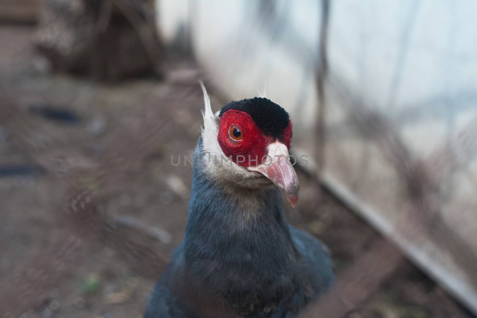 Single eating pheasant bird photo