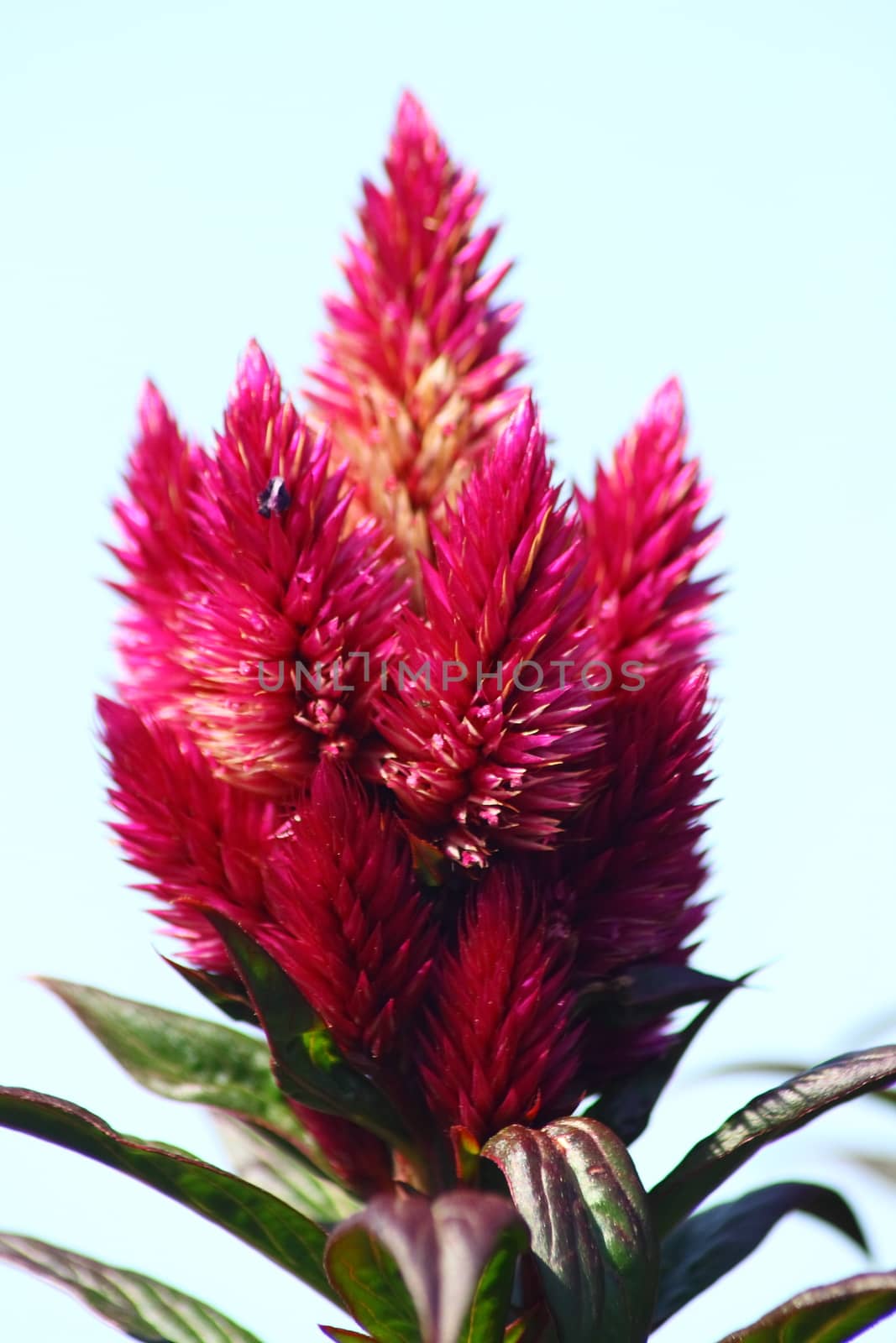 Closeup of a red flower blooming