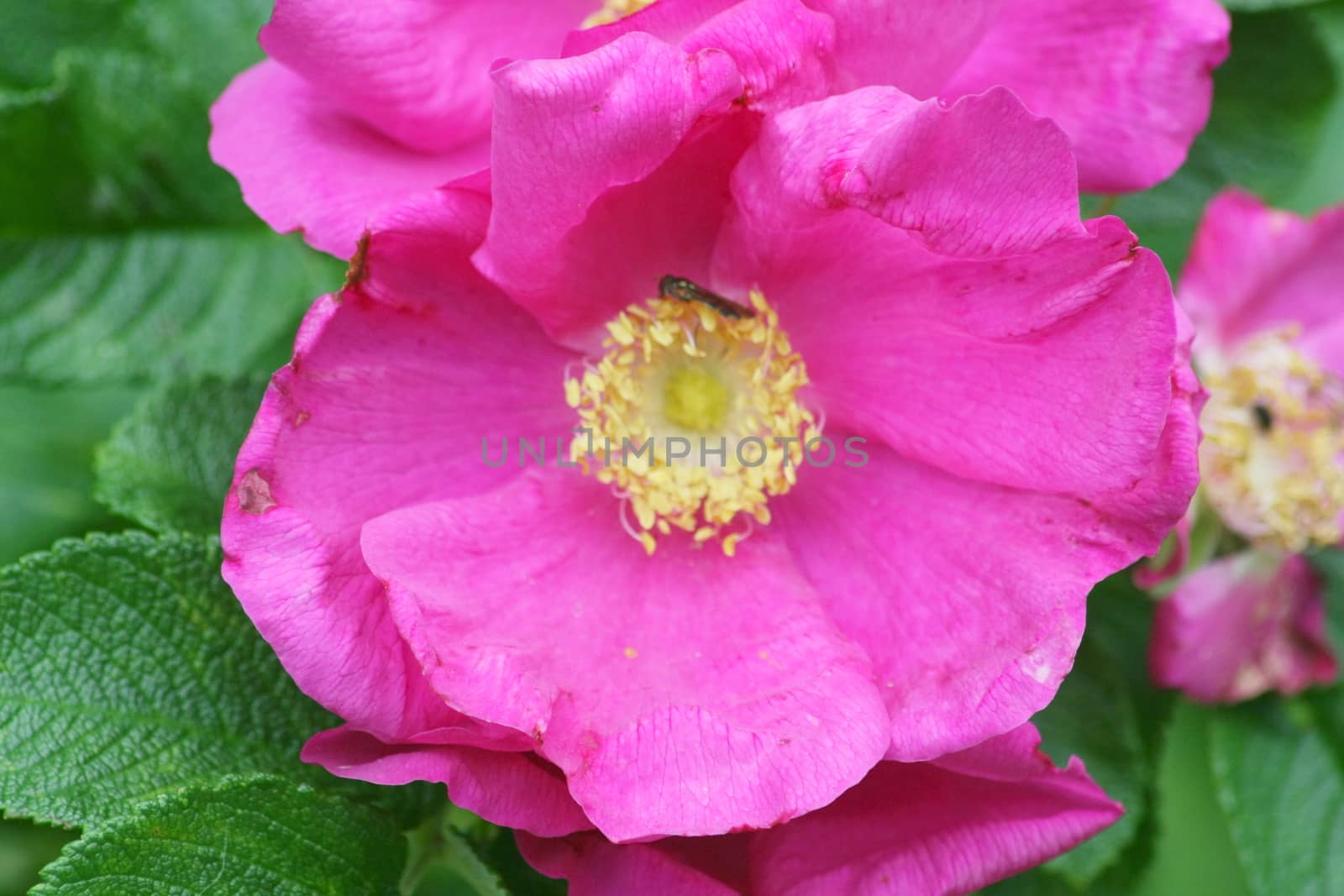 Closeup of a pink flower blooming