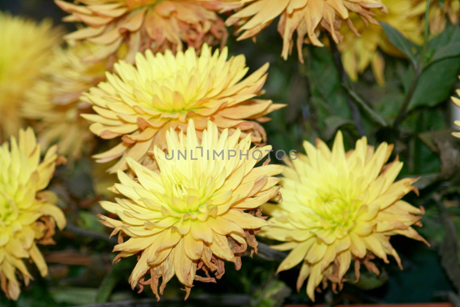 A beautiful arrangement of yellow flowers blooming