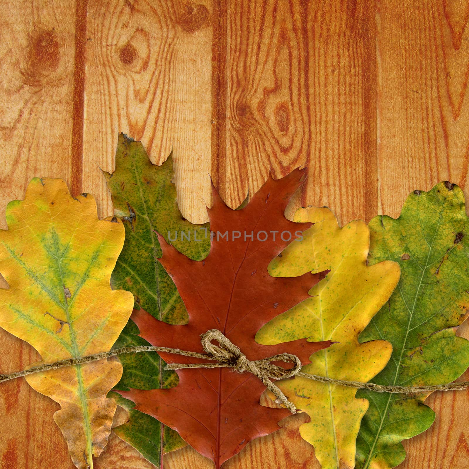Autumn leaf and wooden background by Olgart