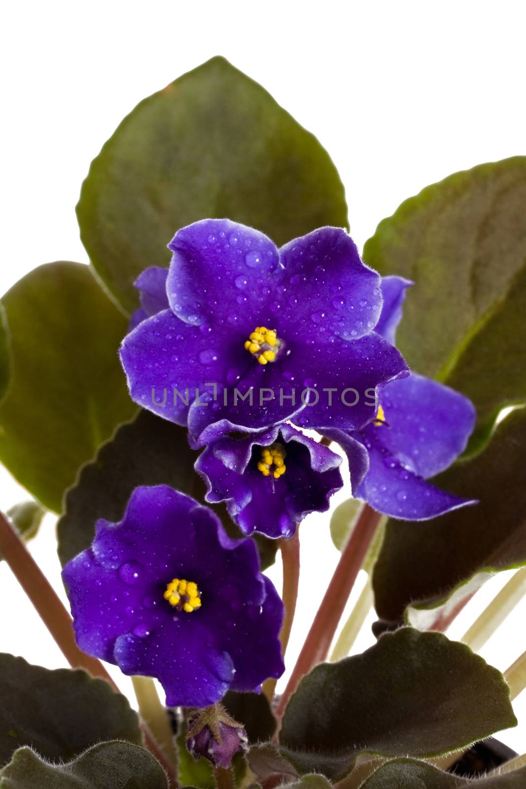 Fresh violets  by Irina1977
