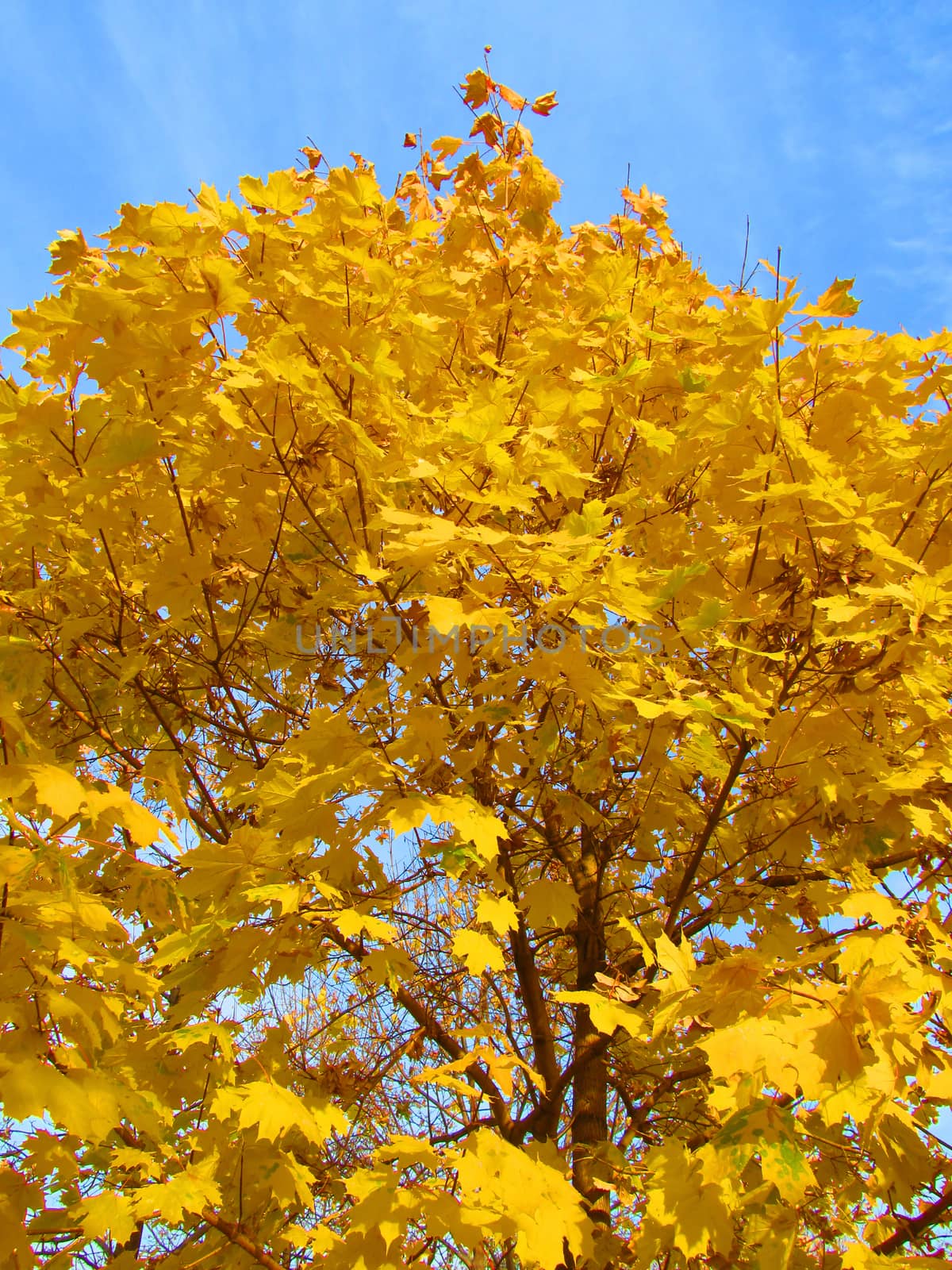 Yellow autumn tree and blue sky by Olgart