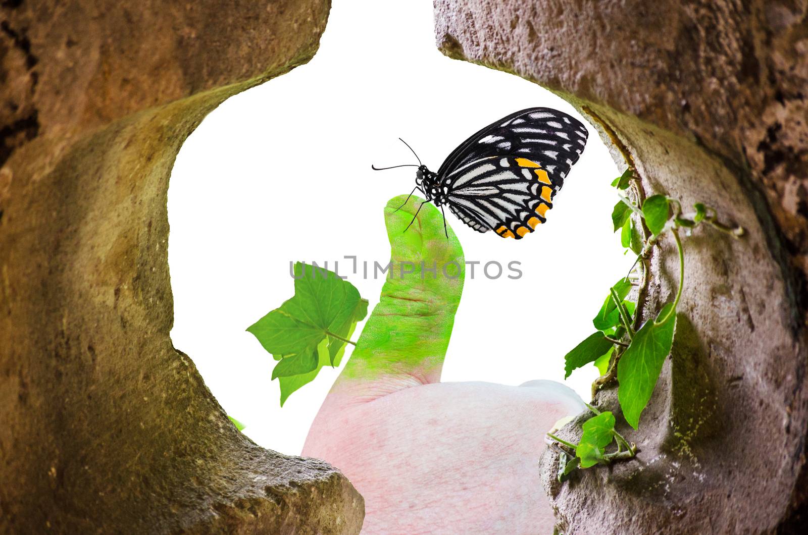 Hand lightly colored green on a butterfly sitting with your thumb and leaves growing against a white background.