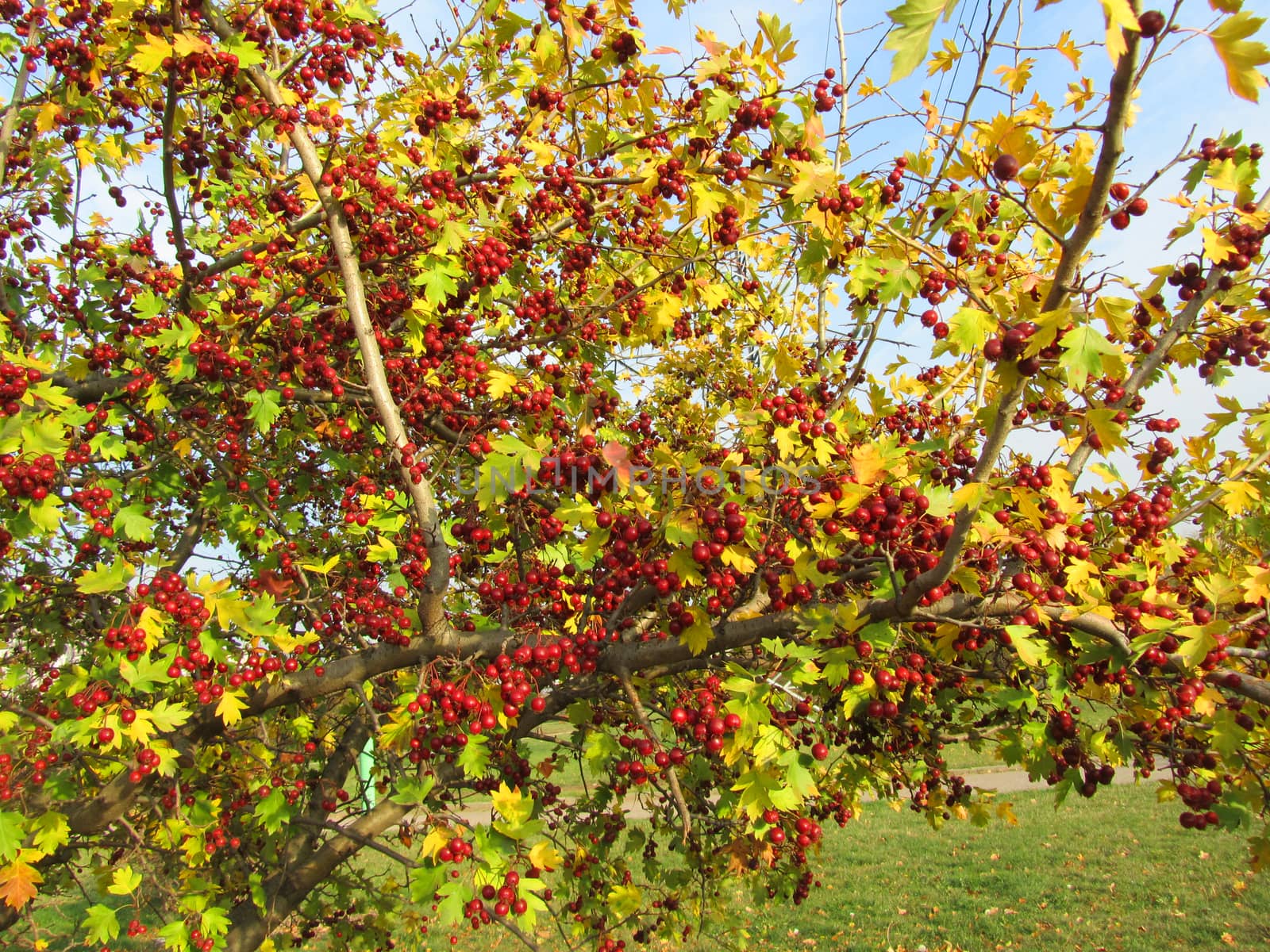Decorative shrub with berries of hawthorn. Colorful photo.