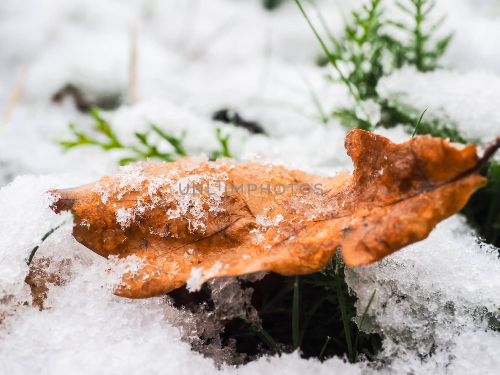Brown oak tree leaf with a fresh layer of snow