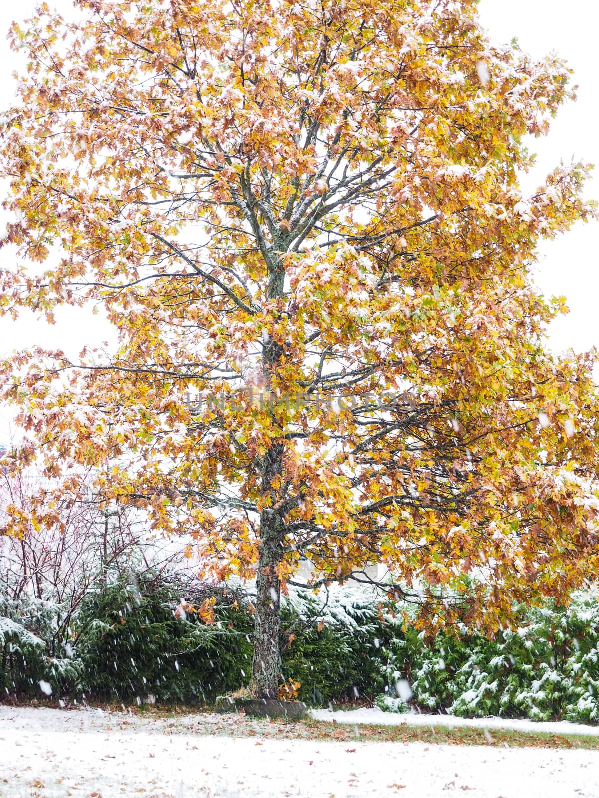 Vibrant oak tree in autumn colors whilst snow enters at early winter