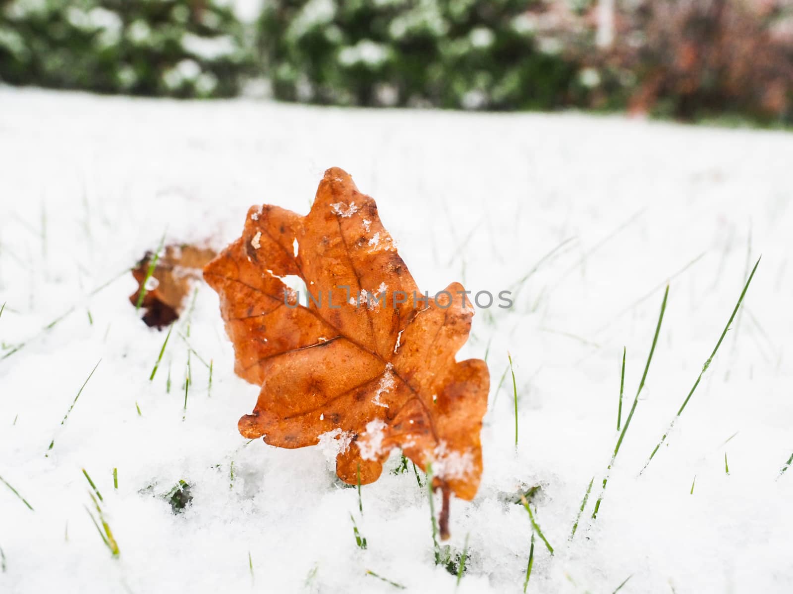 Brown oak tree leaf on lawn with a fresh layer of snow