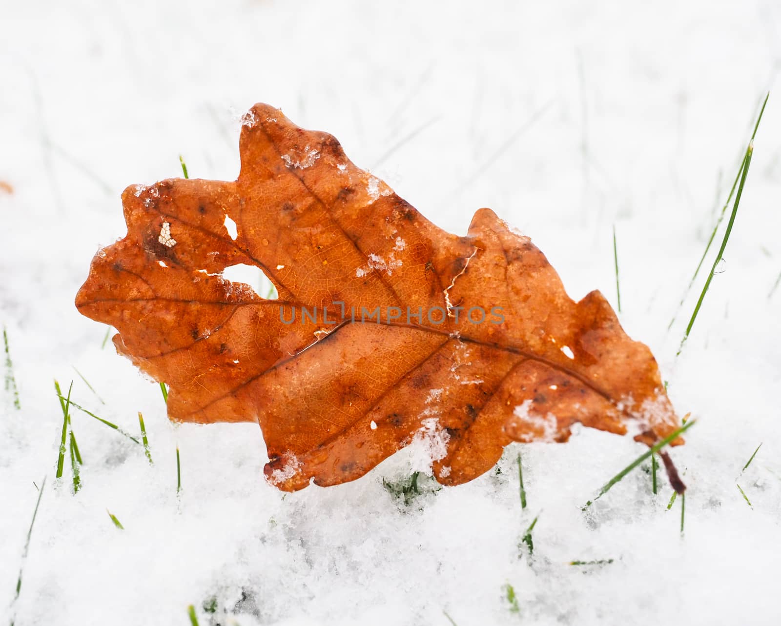 Brown oak tree leaf on lawn with a fresh layer of snow