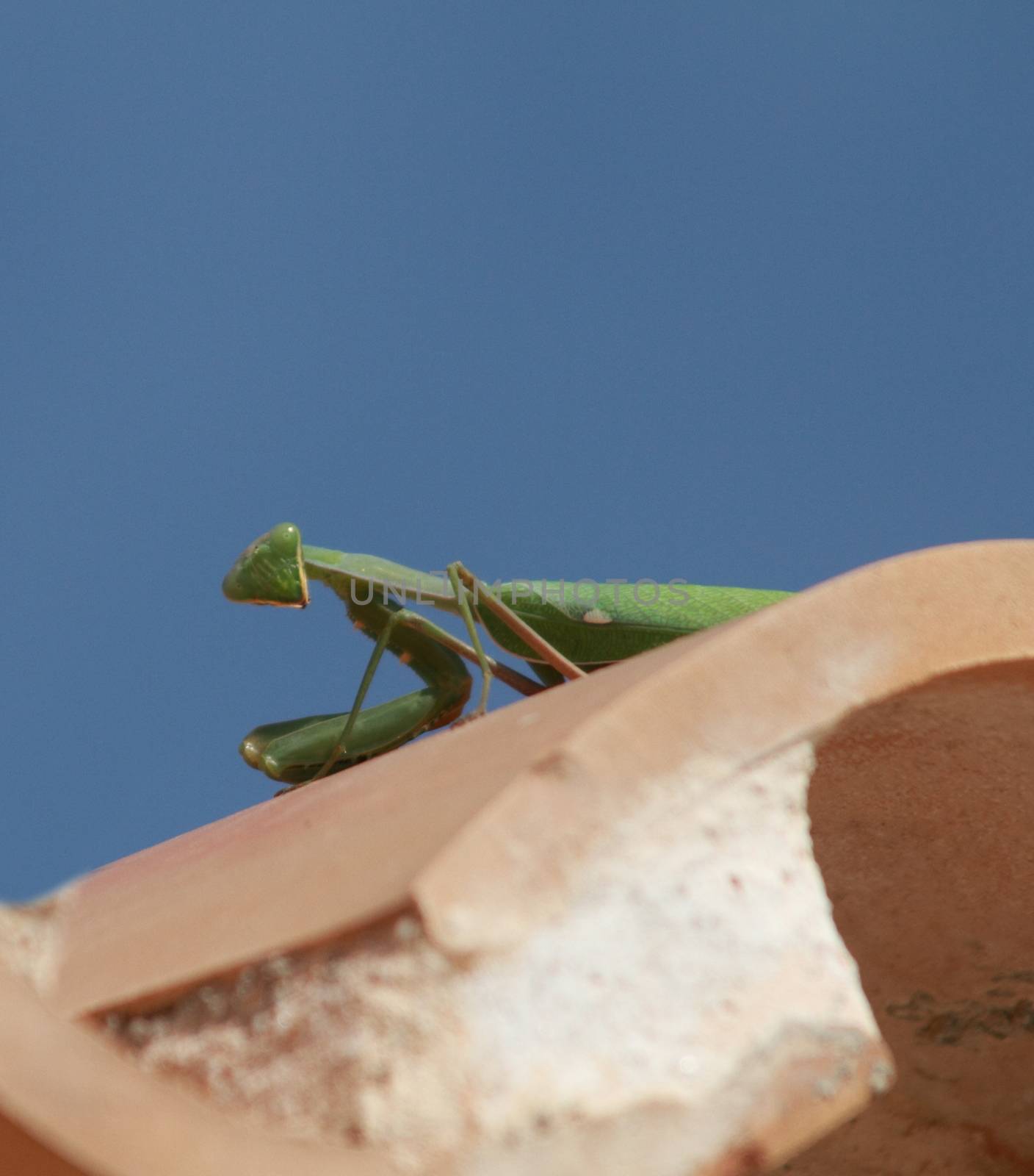 Praying mantis on a roof