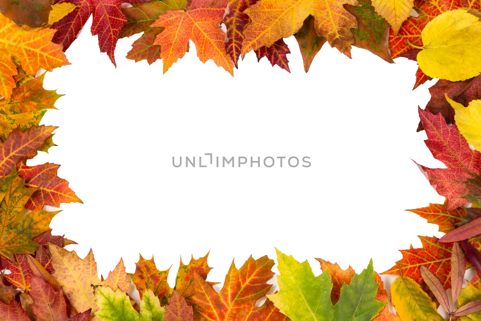 Background frame of isolated colorful autumn leaves top left and bottom right corner perfect for a party or wedding invite or card