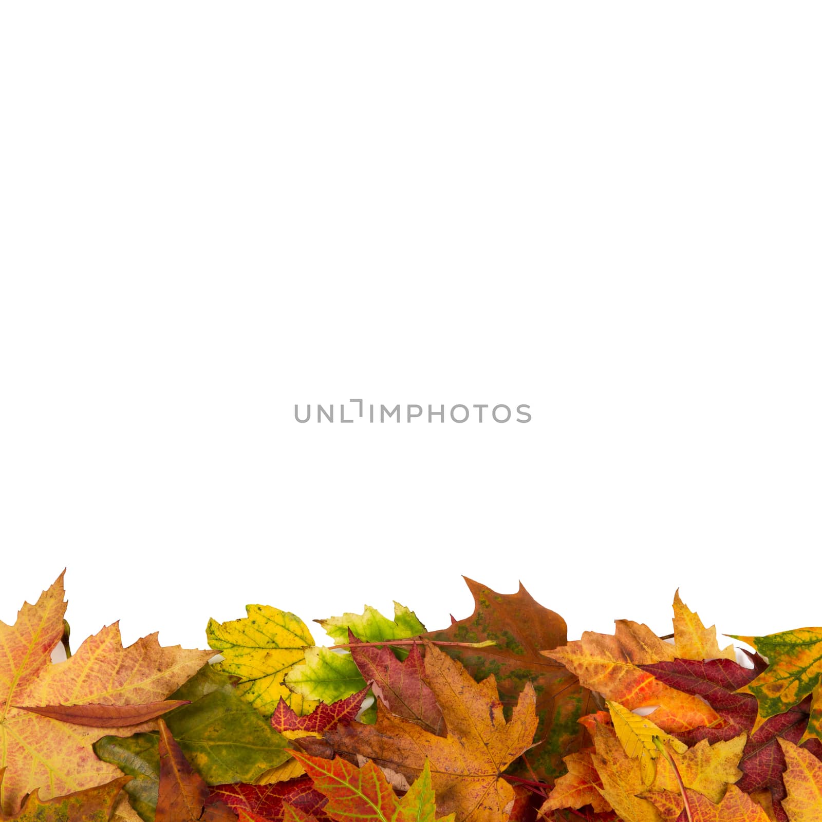 Background frame isolated colorful autumn leaves wedding party i by keneaster